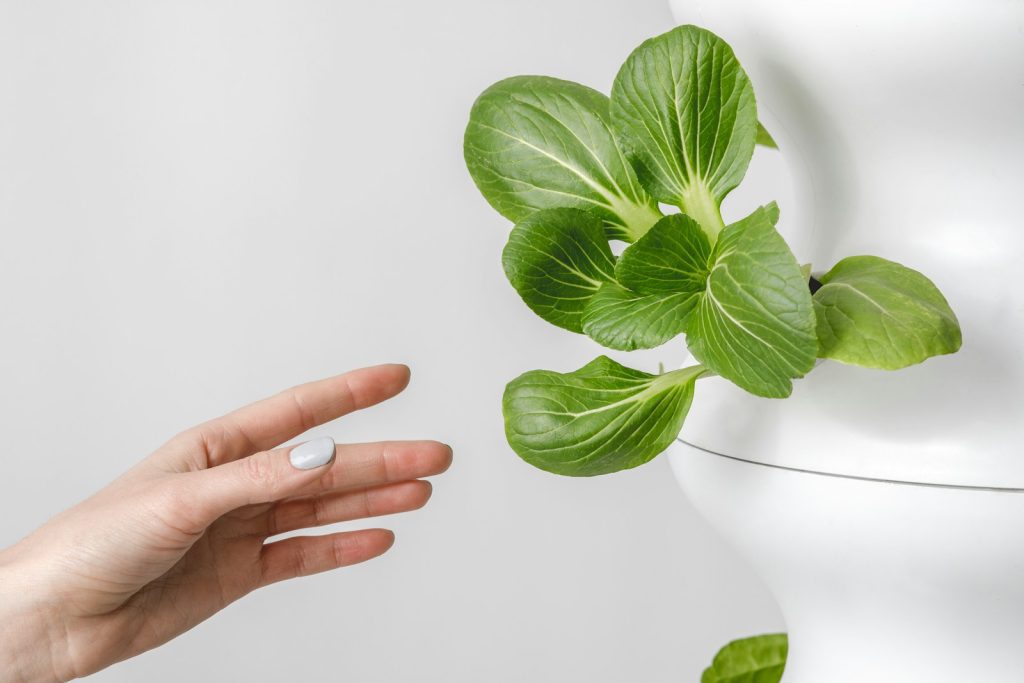 Hydroponic Gardening