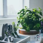 green leafed plant at daytime