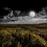 Moon Phase Gardening